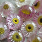 Paper daisy necklace